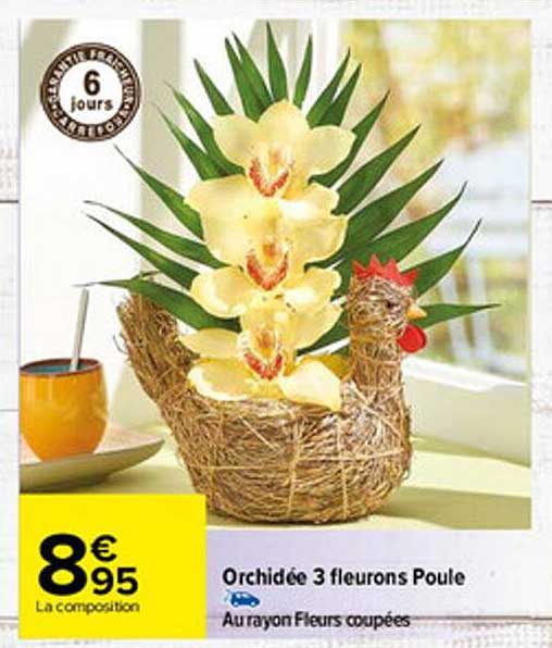 Orchidée 3 Fleurons Poule