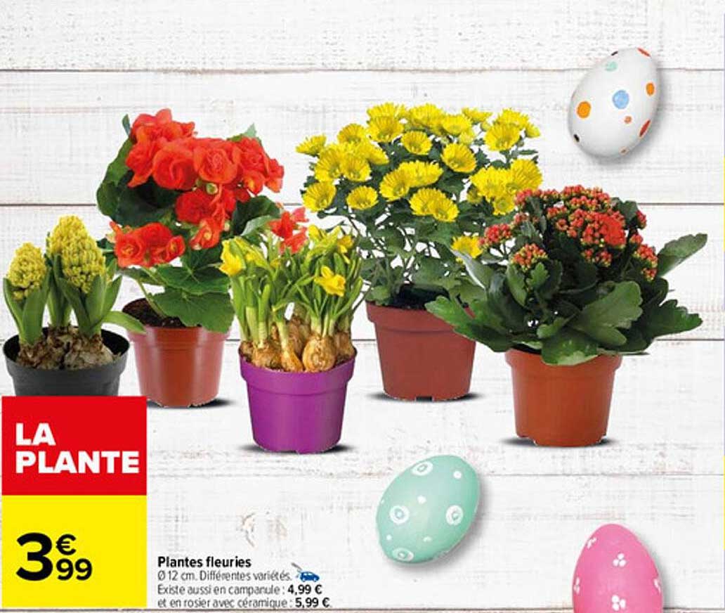 plantes fleuries