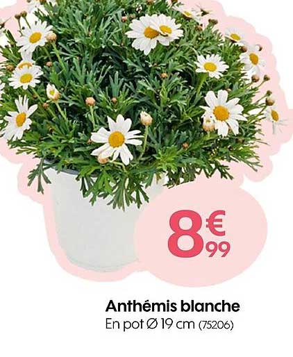 anthémis blanche