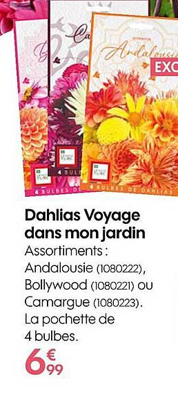 dahlias voyage dans mon jardin