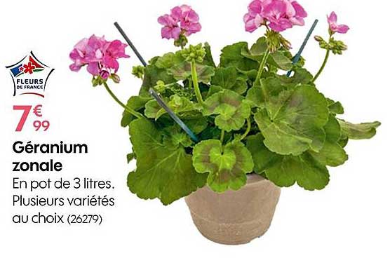 géranium zonale