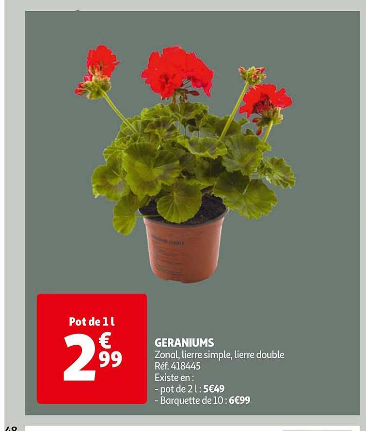 geraniums