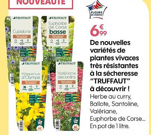 herbe au curry ballote santoline valériane euphorbe de corse