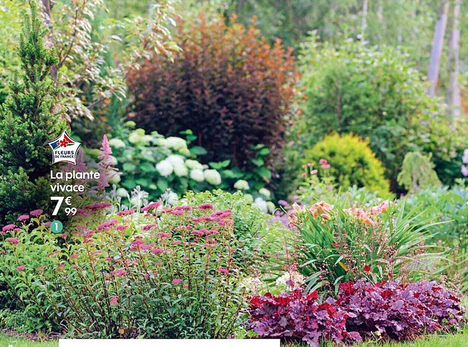 la plante vivace