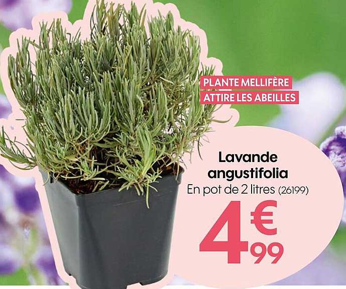 Lavande Angustifolia