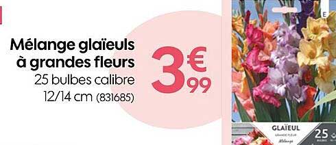 mélange glaïeuls à grandes fleurs