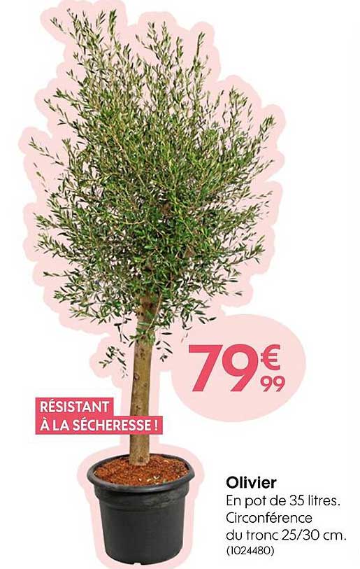 Olivier En Pot De 35 Litres