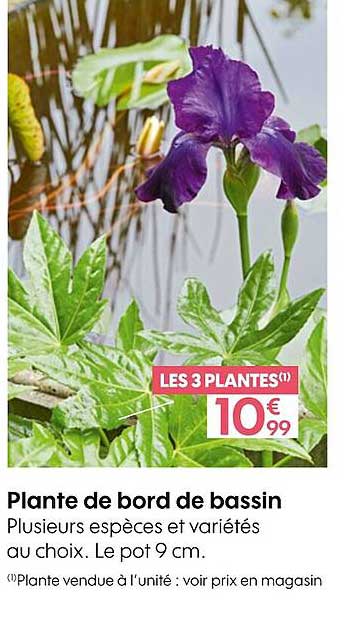 plante de bord de bassin