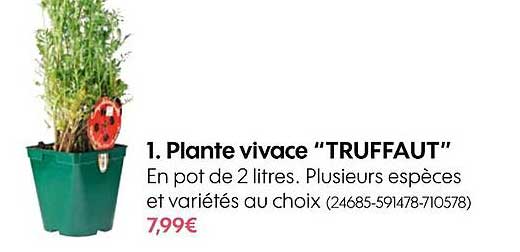 plante vivace "truffaut"