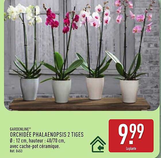 GARDENLINE ORCHIDÉE PHALAENOPSIS 2 TIGES