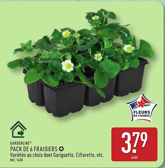 GARDENLINE PACK DE 6 FRAISIERS