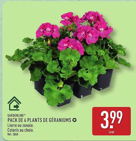 GARDENLINE PACK DE 6 PLANTS DE GÉRANIUMS
