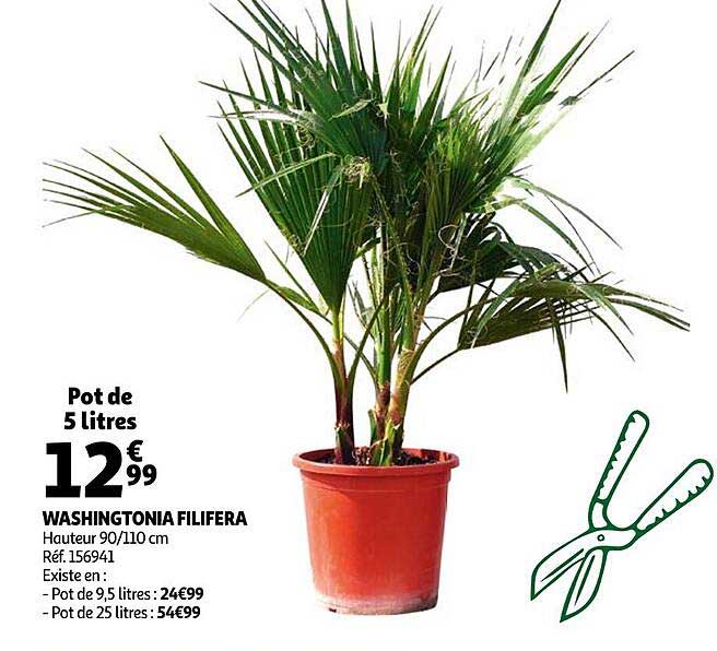 washingtonia filifera