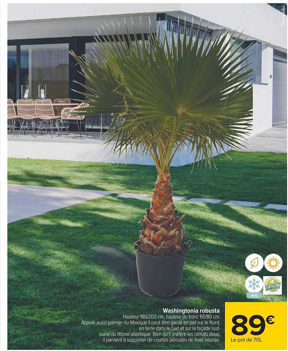 washingtonia robusta