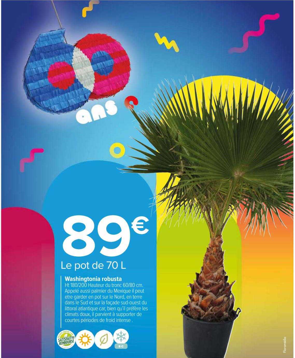 washingtonia robusta