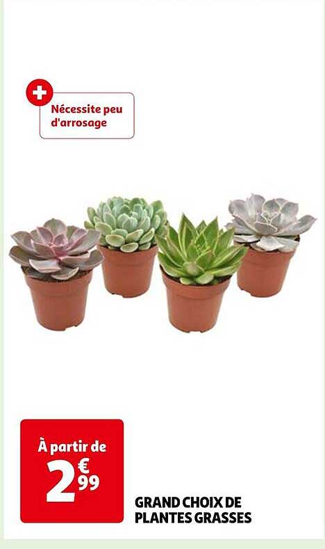 grand choix de plantes grasses