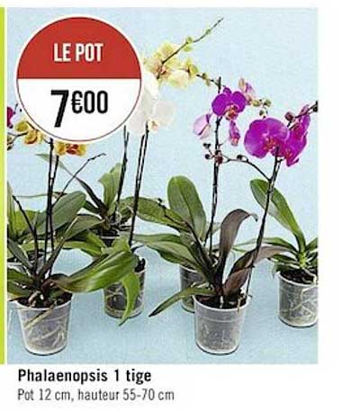 phalaenopsis 1 tige