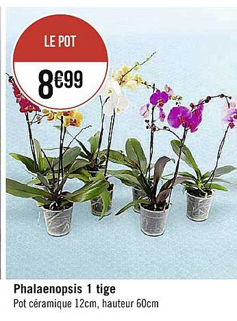 phalaenopsis 1 tige