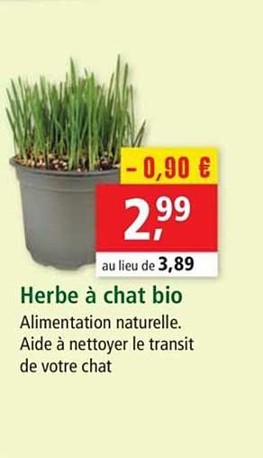 Herbe à Chat Bio