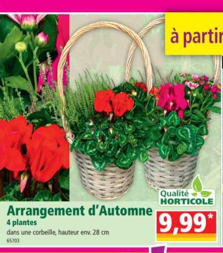 arrangement d'automne 4 plantes