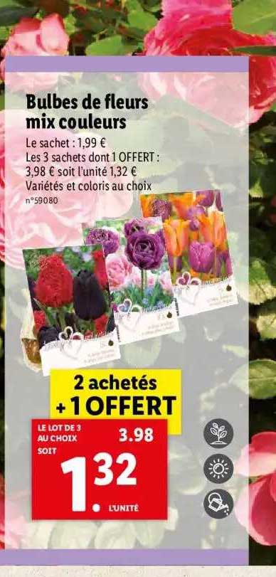 Bulbes De Fleurs Mix Couleurs