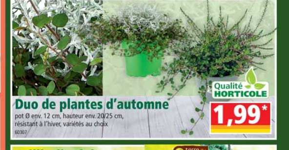 duo de plantes d'automne