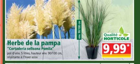 herbe de la pampa "cortaderia selloana pumila"