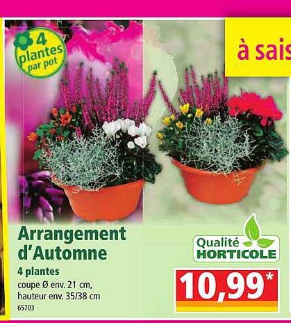 arrangement d'automne 4 plantes