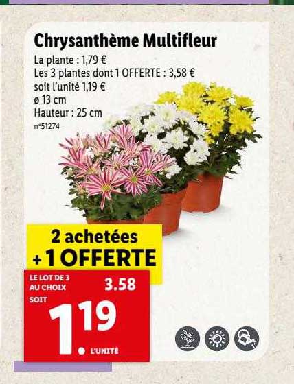 Chrysanthème Multifleur
