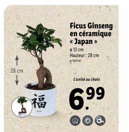 Ficus Ginseng En Céramique «japan»