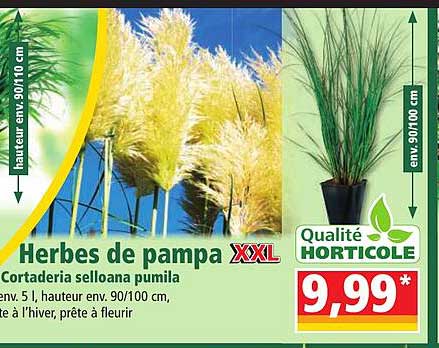 herbes de pampa xxl cortaderia selloana pumilla