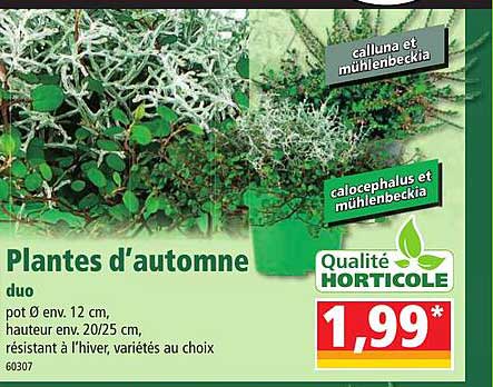 plantes d'automne duo