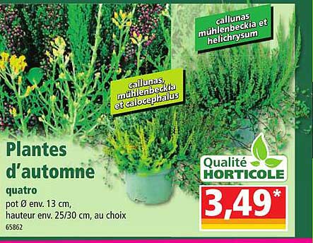 plantes d'automne quatro