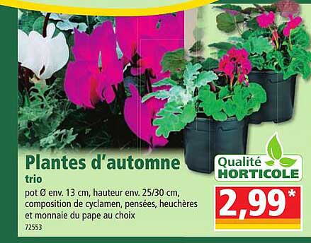 plantes d'automne trio