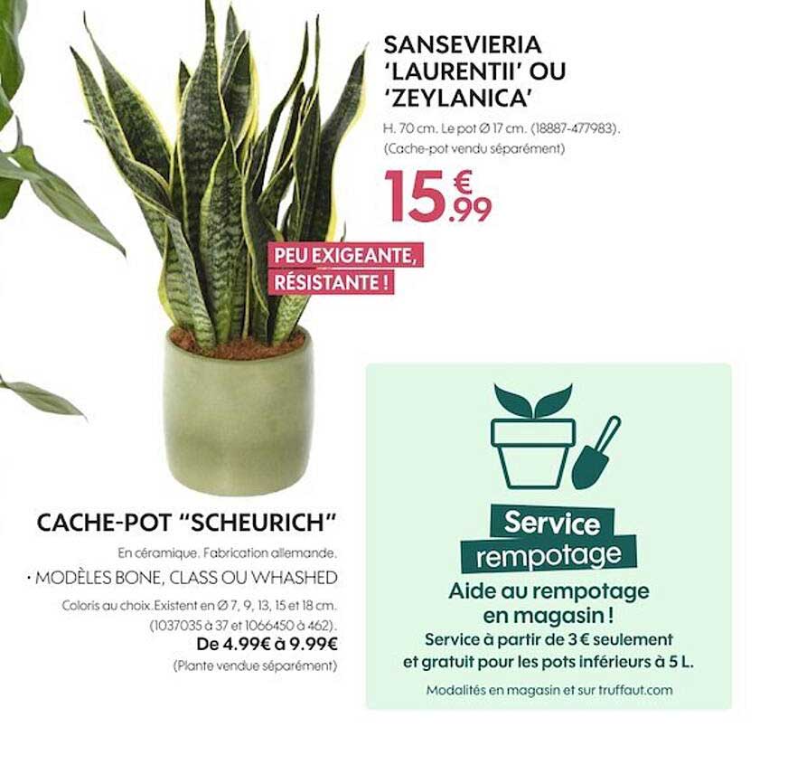 cache-pot scheurich ou sansevieria laurentii ou zeylanica