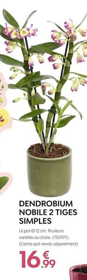 dendrobium nobile 2 tiges simples