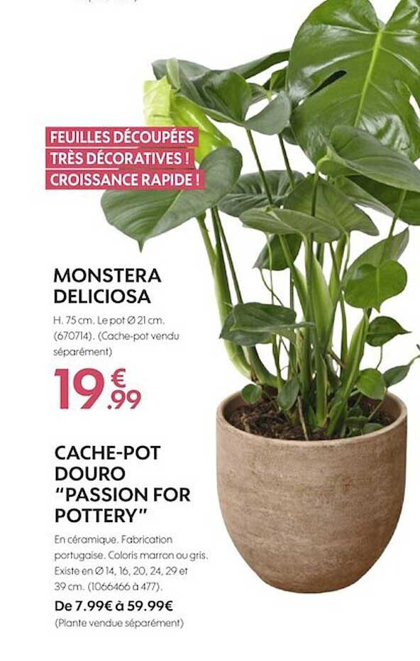 monstera deliciosa ou cache-pot douro passion for pottery