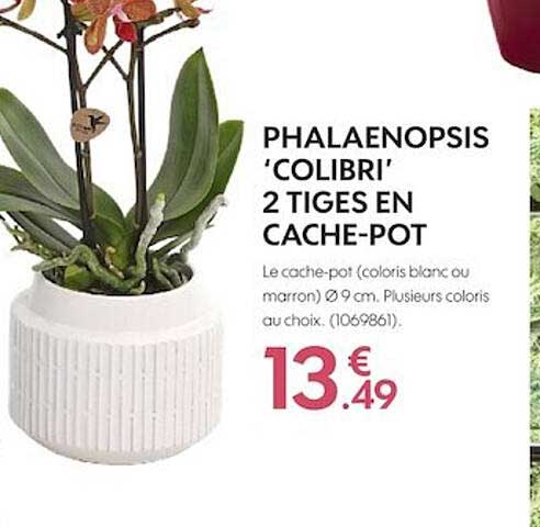 phalaenopsis colibri 2 tigres en cache-pot