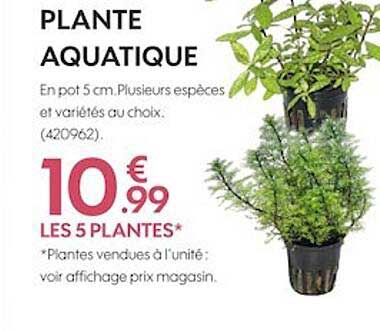plante aquatique