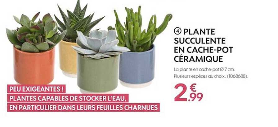 plante succulente en cache-pot céramique