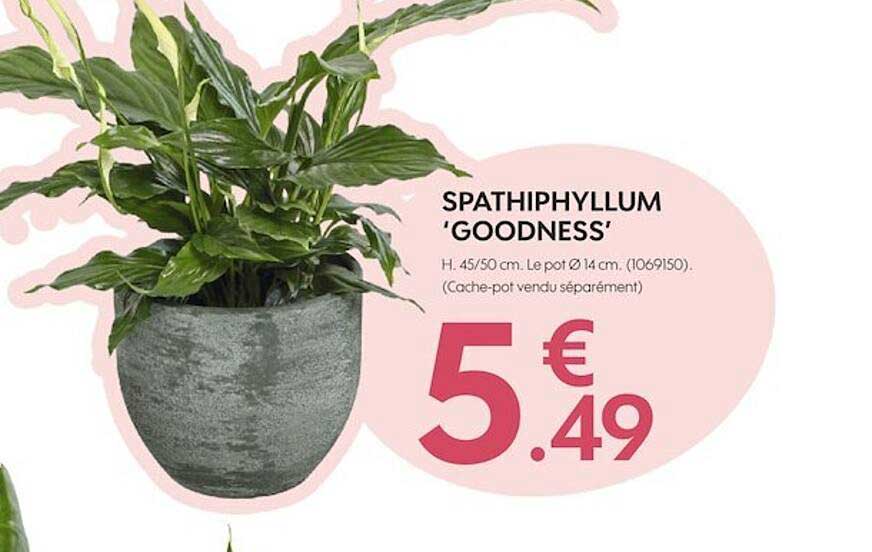 Spathiphyllum Goodness