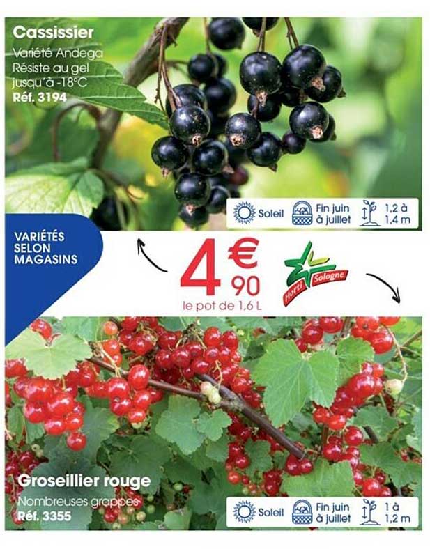 cassissier, groseillier rouge