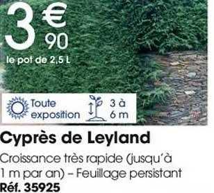 cyprès de leyland