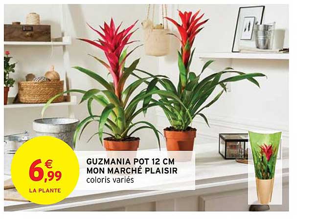 guzmania pot 12 cm mon marché plaisir