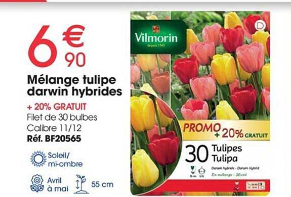 mélange tulipe darwin hybrides