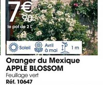 oranger du mexique apple blossom