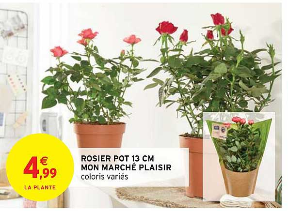 rosier pot 13 cm mon marché plaisir