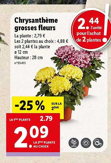 chrysanthème grosses fleurs