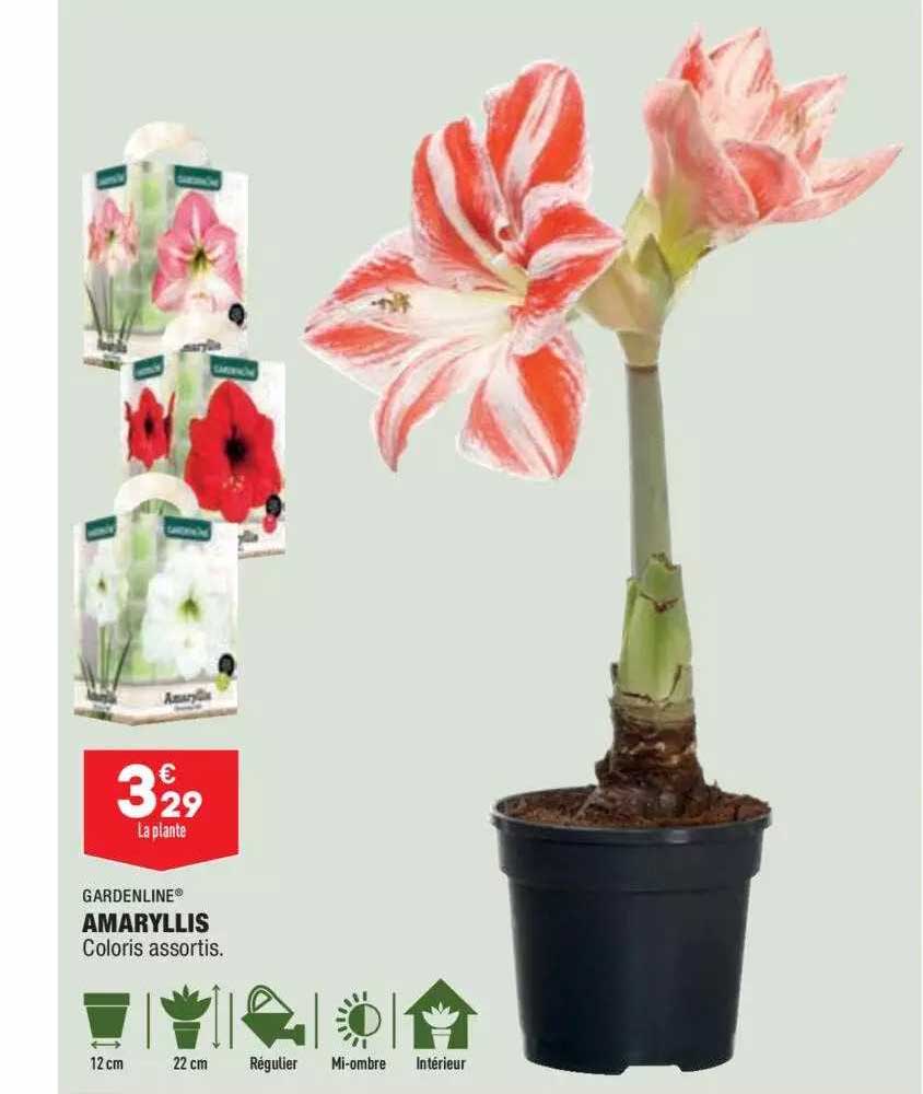 amaryllis gardenline
