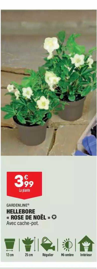 hellebore «rose de noël» gardenline